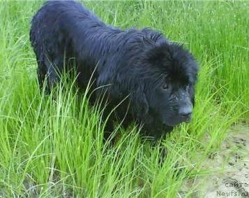 Фото: ньюфаундленд Хуодэ Шень Ютта