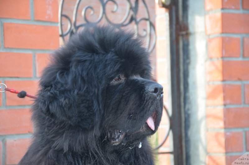 Фото: ньюфаундленд Анджело Орсо Амарилли Миа Белла (Angelo Orso Amarilli Mia Bella)