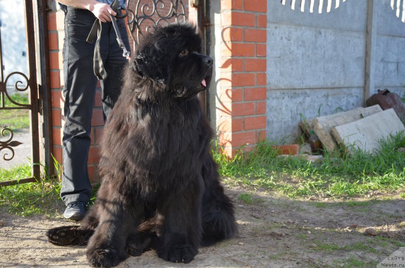Фото: ньюфаундленд Анджело Орсо Амарилли Миа Белла (Angelo Orso Amarilli Mia Bella)