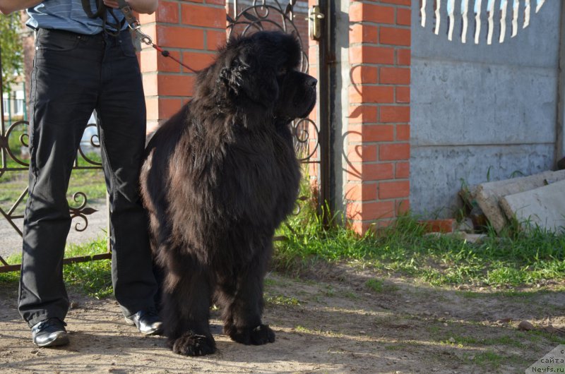 Фото: ньюфаундленд Анджело Орсо Амарилли Миа Белла (Angelo Orso Amarilli Mia Bella)