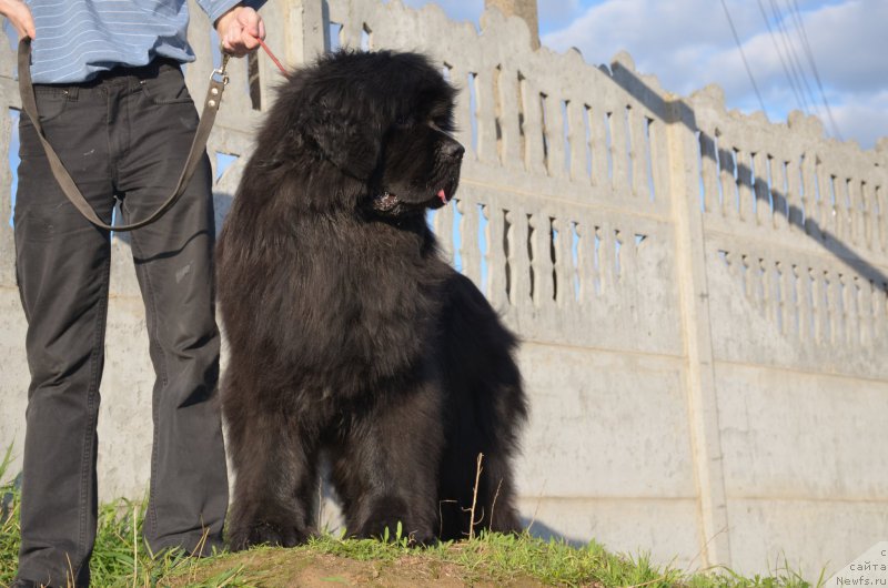 Фото: ньюфаундленд Анджело Орсо Амарилли Миа Белла (Angelo Orso Amarilli Mia Bella)