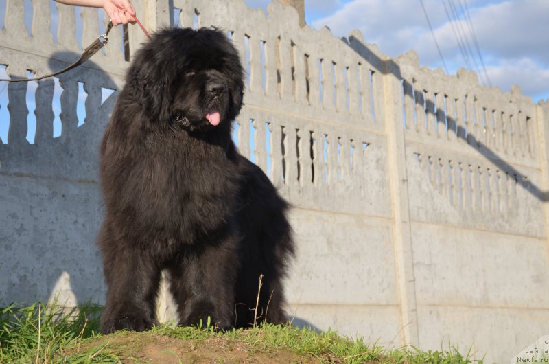 Фото: ньюфаундленд Анджело Орсо Амарилли Миа Белла (Angelo Orso Amarilli Mia Bella)