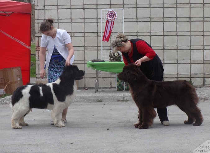 Фото: ньюфаундленд Аквиан Сонг Кисс Фром Роуз (Akvian Song Kiss from Rouz), ньюфаундленд Ньюфорт Юника, Ирина Панюшкина, Ксения Новикова