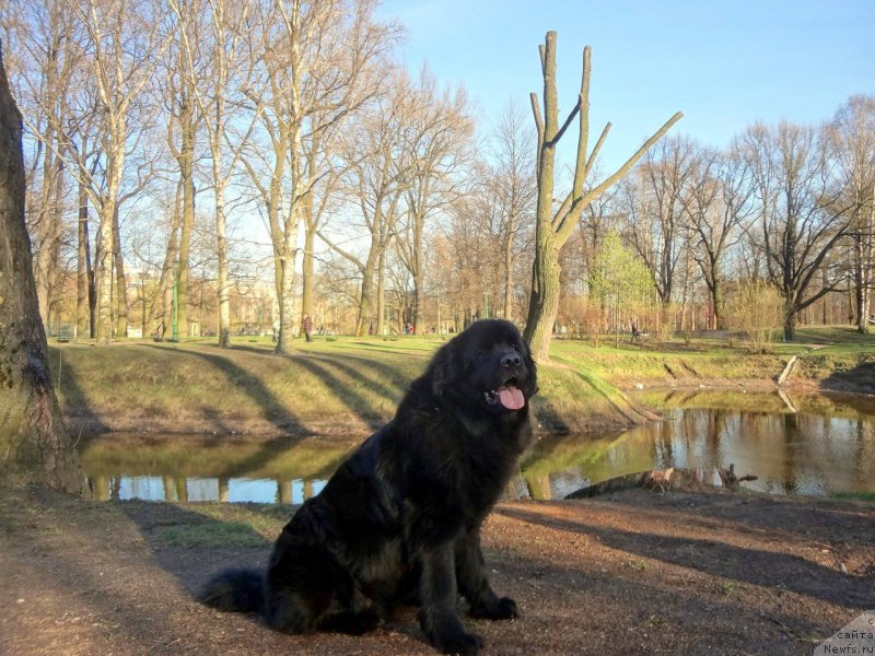 Фото: ньюфаундленд Сандаловой Долины Арабелла