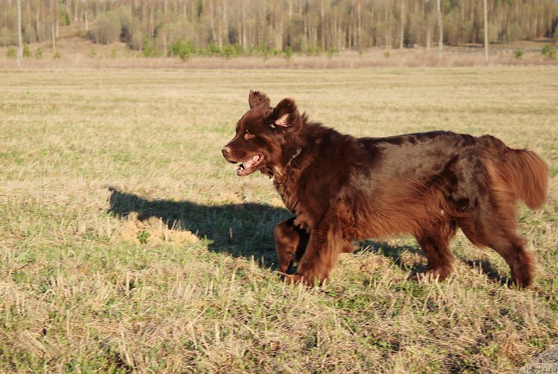 Фото: ньюфаундленд Сверкающая Гора Машаме (Sverkayuzhaya Gora Mashame)