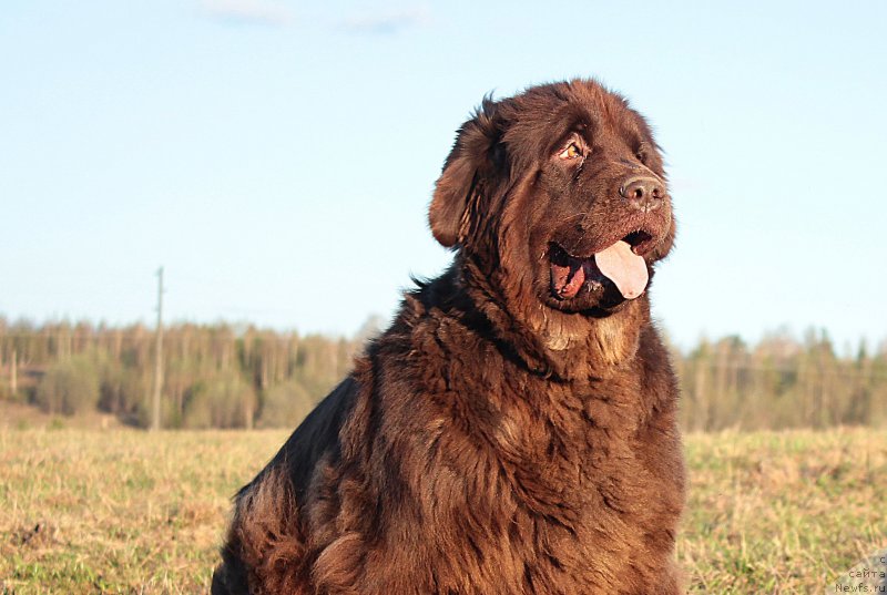 Фото: ньюфаундленд Сверкающая Гора Машаме (Sverkayuzhaya Gora Mashame)