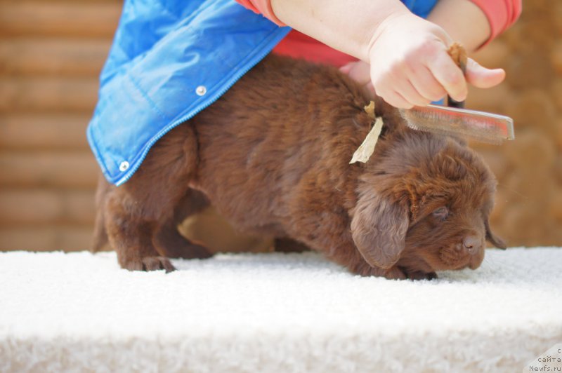 Фото: ньюфаундленд Ева с Берега Дона (Eva s Berega Dona)