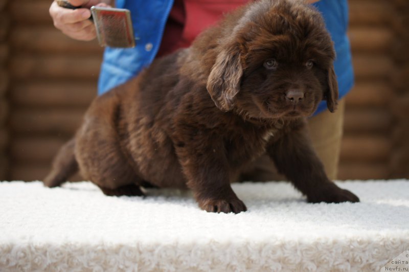 Фото: ньюфаундленд Ева с Берега Дона (Eva s Berega Dona)
