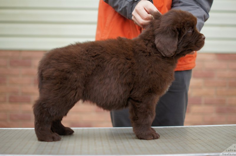Фото: ньюфаундленд Ева с Берега Дона (Eva s Berega Dona)