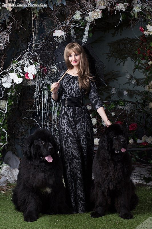 Фото: ньюфаундленд Бегущая по Волнам Ринг оф Фире (Beguschaya po Volnam Ring of Fire), ньюфаундленд Питерньюф Чабот Армагнак