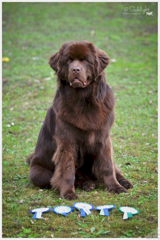 Фото: ньюфаундленд Браунблад МСК Хаиес Хаго (Brownblood MSK Hayes Hago)