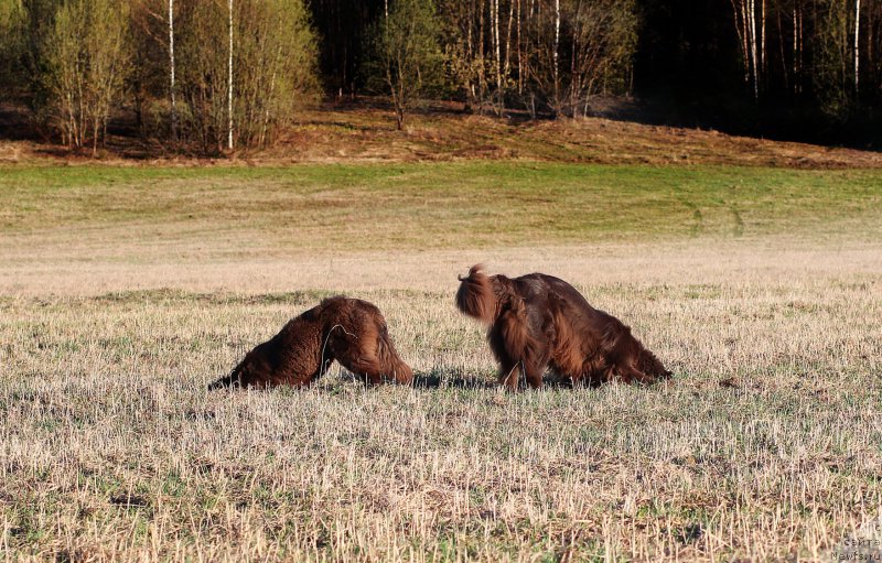 Фото: ньюфаундленд Сверкающая Гора Машаме (Sverkayuzhaya Gora Mashame), ньюфаундленд Наоми Таголири фор Браунблад (Naomi Tagoliri for Brouwnblood)