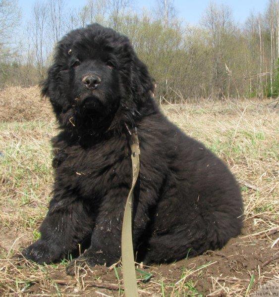 Фото: ньюфаундленд Ньюфорт Волшебный Лес Тоторо