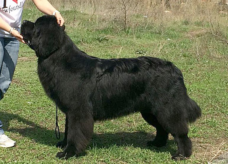 Фото: ньюфаундленд Бегущая по Волнам Чойс оф Фибоначчи (Begushaya po Volnam Choice of Fibonacci)