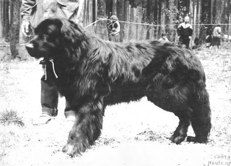 Фото: ньюфаундленд Фри д'Оливье Зевс