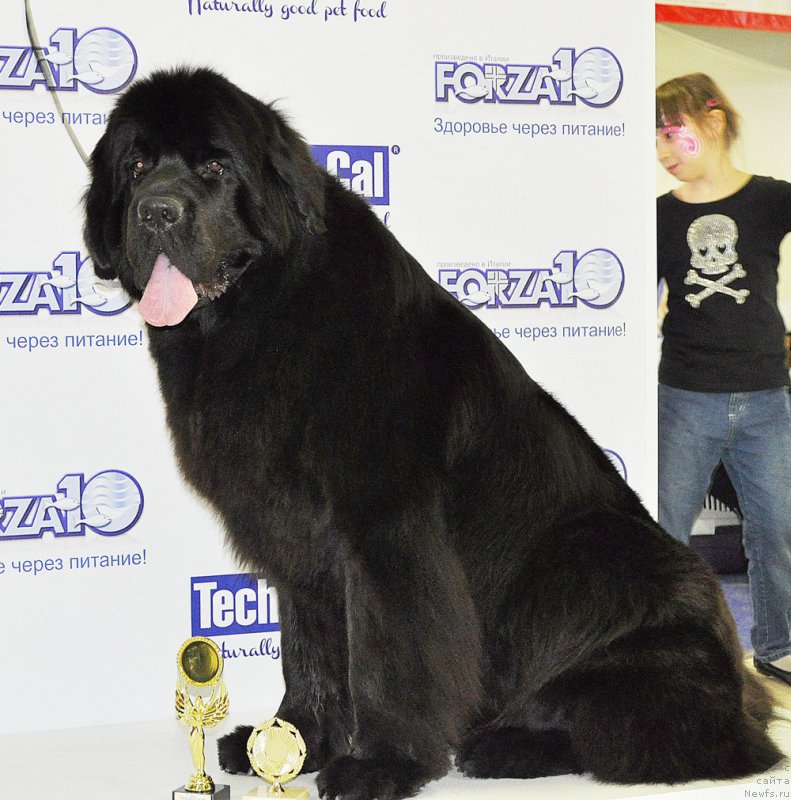 Фото: ньюфаундленд Бегущая по Волнам Ринг оф Фире (Beguschaya po Volnam Ring of Fire)