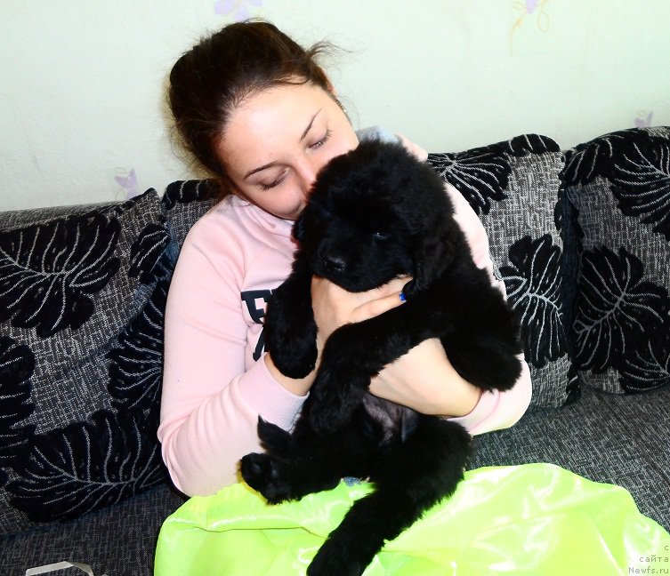 Фото: ньюфаундленд Ньюфорт Дивная Диана