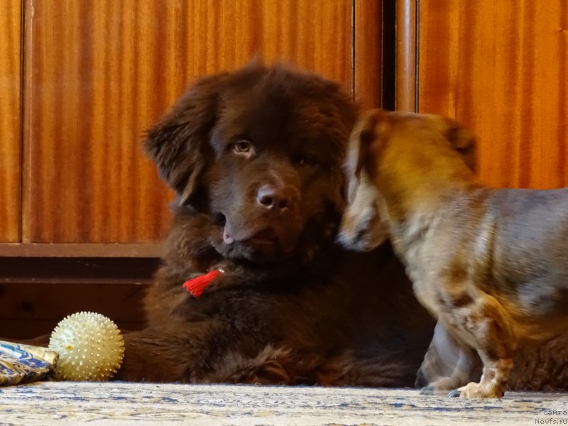 Фото: ньюфаундленд Нэш Соллар Винд