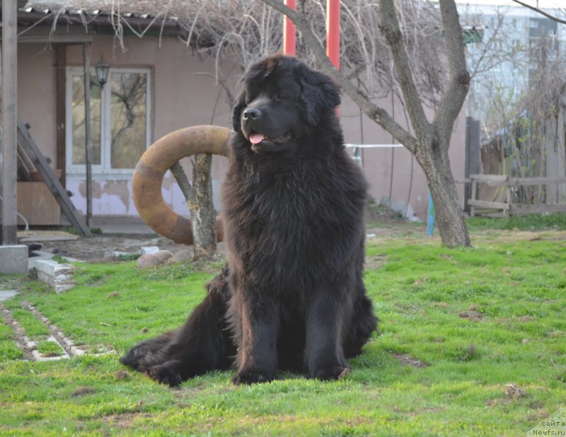 Фото: ньюфаундленд Талисман Моря Магия Волн