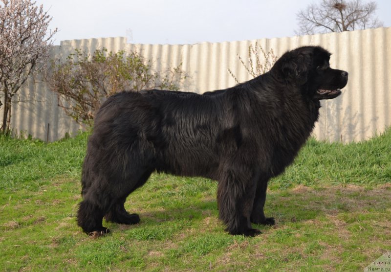 Фото: ньюфаундленд Талисман Моря Магия Волн