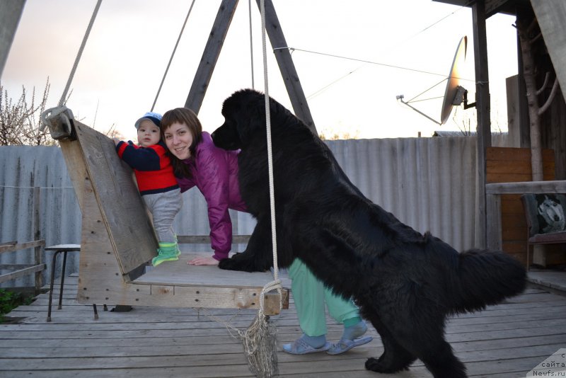 Фото: ньюфаундленд Талисман Моря Магия Волн