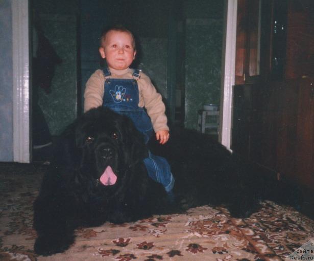 Фото: ньюфаундленд Царевич Империи Ньюф от Марлеон Дусвик