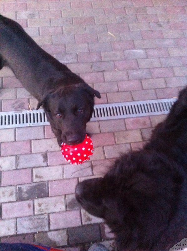 Фото: ньюфаундленд Ньюфорт Рози оф Май Дрим