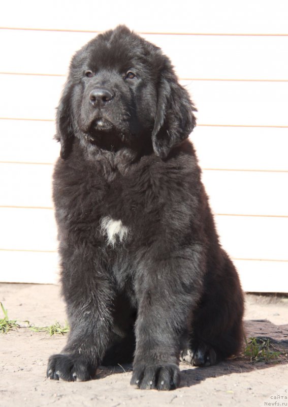 Фото: ньюфаундленд Аквиан Сонг Пинк Пантер