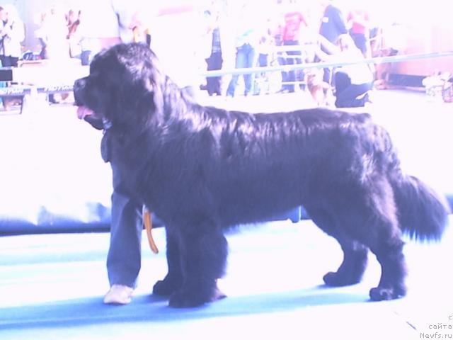 Фото: ньюфаундленд Царевич Империи Ньюф от Марлеон Дусвик