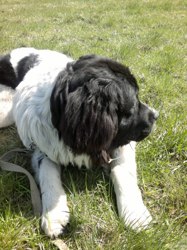 Фото: Ольга Староседых, Амрита от Карельских медведей, дома - Ума ( 7 месяцев). Питер. Пискаревский лесопарк. 05.05.2015. 
Г.р. 14.09.2014.