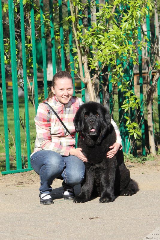 Фото: ньюфаундленд Чанси из Золотого Треугольника