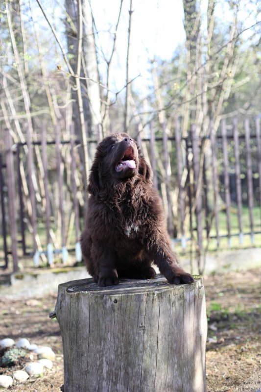 Фото: ньюфаундленд Ньюфорт Васаби