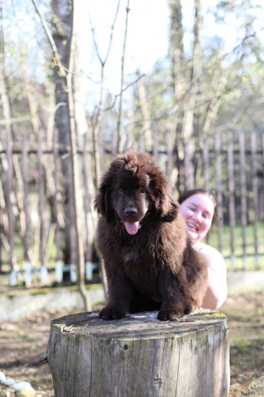 Фото: ньюфаундленд Ньюфорт Васаби, Мария Шигаль