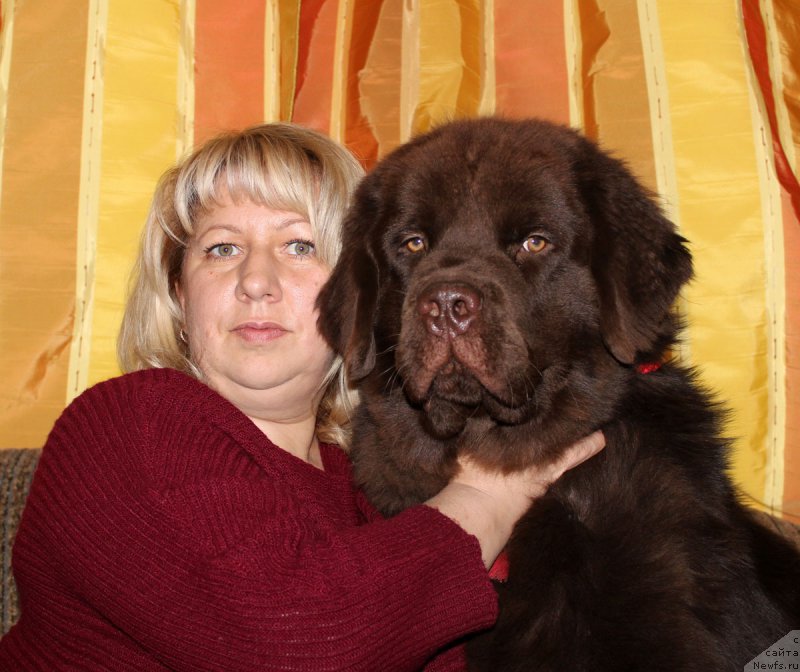 Фото: Елена Кузина, ньюфаундленд Нэш Соллар Винд