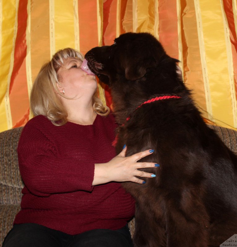 Фото: Елена Кузина, ньюфаундленд Нэш Соллар Винд