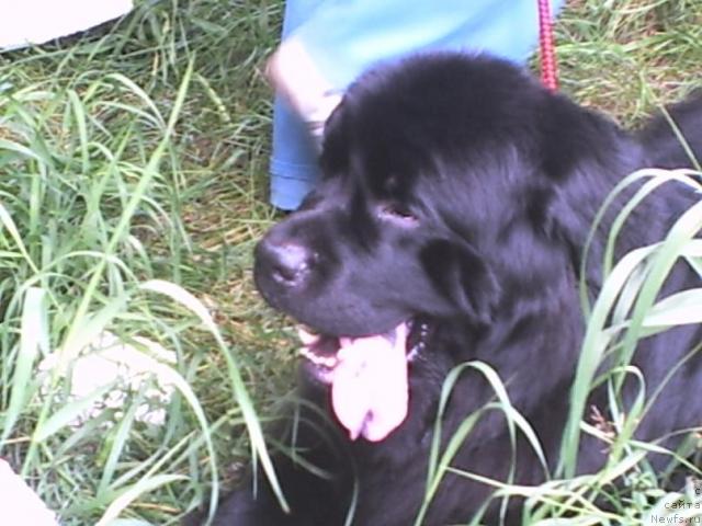 Фото: ньюфаундленд Царевич Империи Ньюф от Марлеон Дусвик