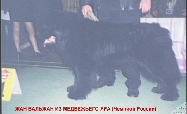 Фото: ньюфаундленд Жан Вальжан из Медвежьего Яра