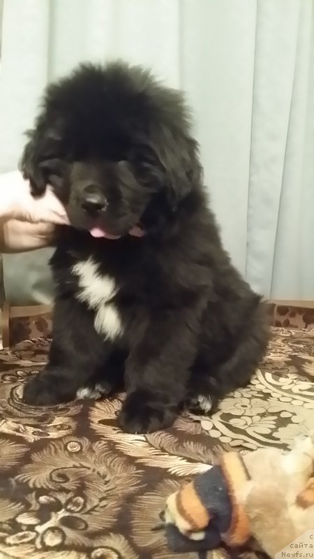 Фото: ньюфаундленд Ланкастер