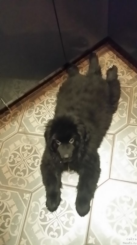 Фото: ньюфаундленд Ланкастер