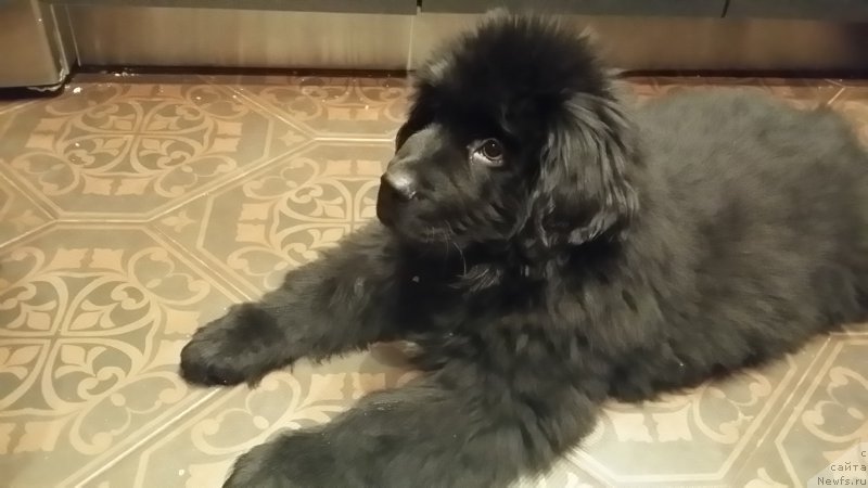 Фото: ньюфаундленд Ланкастер