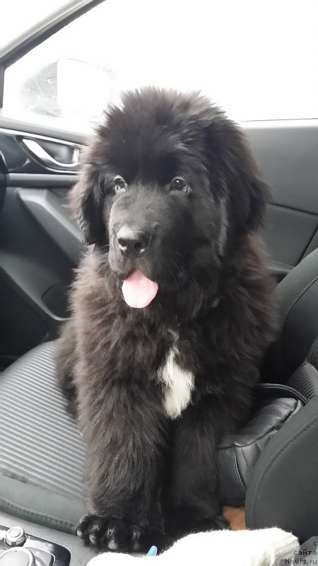 Фото: ньюфаундленд Ланкастер