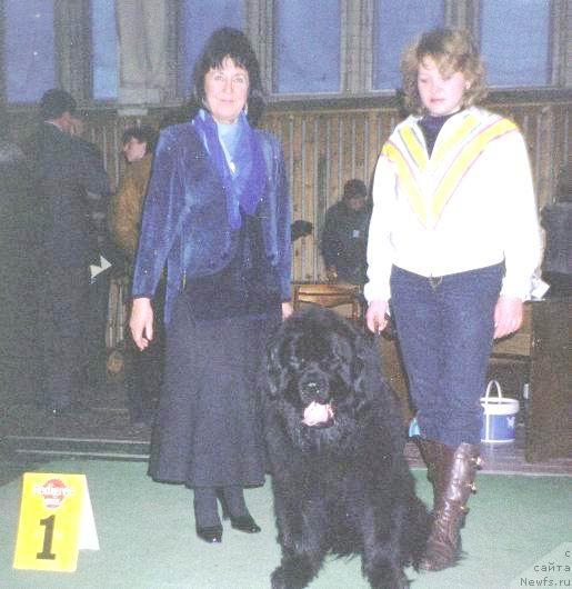 Фото: ньюфаундленд Жан Вальжан из Медвежьего Яра