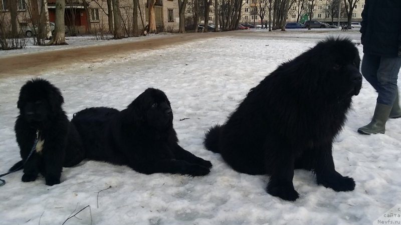 Фото: ньюфаундленд Ланкастер, ньюфаундленд Эмир Эльдорадо из Антаграда (Emir Eldorado is Antagrada), ньюфаундленд Силвер Пеарлс Осеан Оф Фаитх (Silver Pearls Ocean Of Faith)