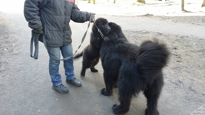 Фото: ньюфаундленд Ланкастер, ньюфаундленд Эмир Эльдорадо из Антаграда (Emir Eldorado is Antagrada)