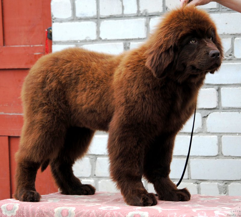 Фото: ньюфаундленд Моя Стихия Карамель в Шоколаде