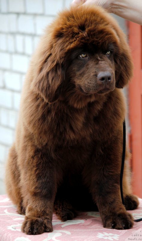 Фото: ньюфаундленд Моя Стихия Карамель в Шоколаде