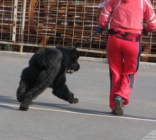 Фото: ньюфаундленд Жасмин Северный Каприз из Медвежьего Яра (Zhasmine Severny Caprice iz Medvejyego Yara)