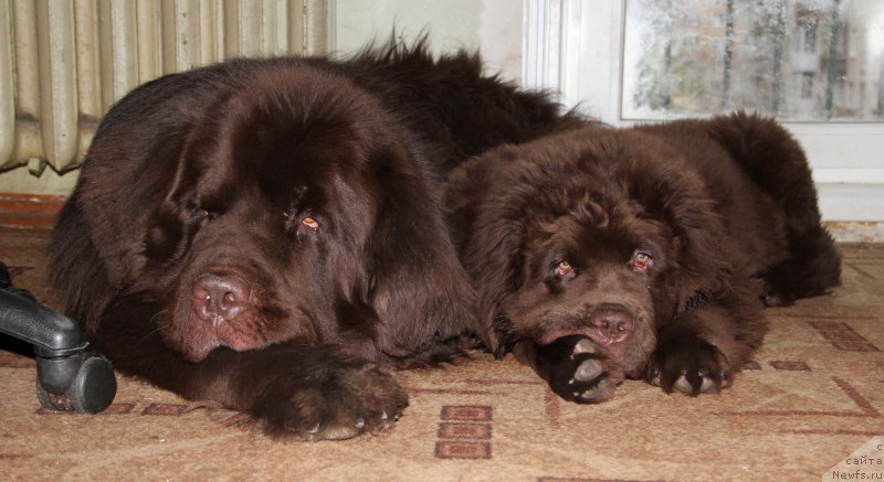 Фотография № 181015