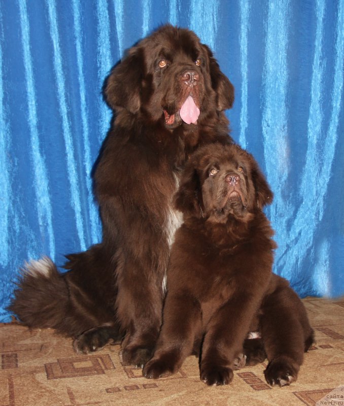 Фото: ньюфаундленд Обуш Шед Янтарный Поцелуй, ньюфаундленд Ньюфорт Ваше Величество Брабус