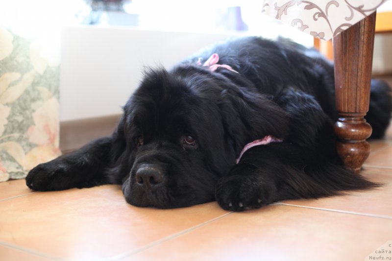 Фотография № 181017